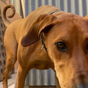 Meet your Posher, Pepukai